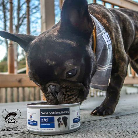 What most people think of as a dog food allergy is more appropriately called a cutaneous adverse food reaction or cafr, says dr. How to Treat Food Allergies in Dogs