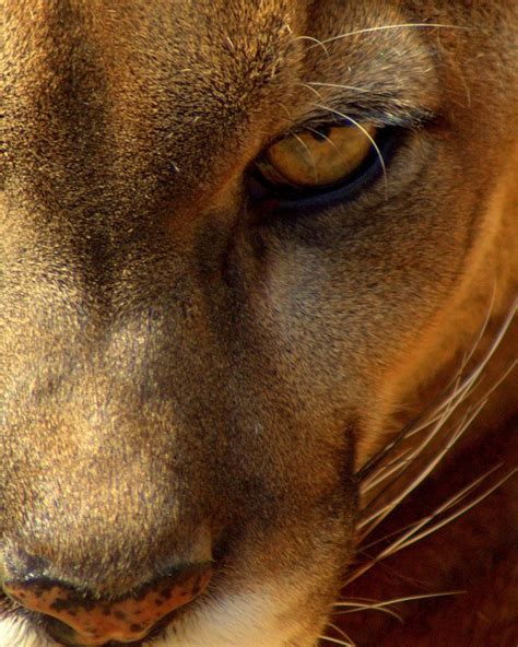 The Cougar Eye Animals Pinterest