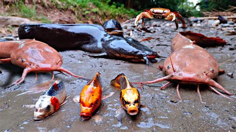 Menemukan Sarang Ikan Lele Besar Di Sungai Ikan Channa Ikan Cupang