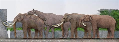 Largest Land Mammals Ever Mammals Animals Cute Animals