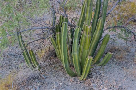 Cannundrums Senita Cactus