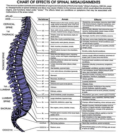 Spinal Nerve Chart Chiropractic Spine Health Chiropractic Care