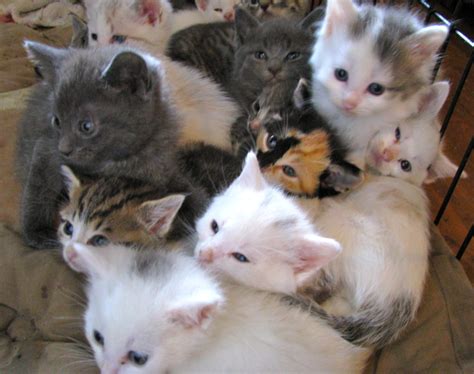 Baby Kittens For Adoption Aspca Kitten Nursery Caring For Neonatal