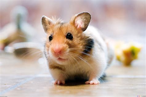 Hamster Wallpapers For Android