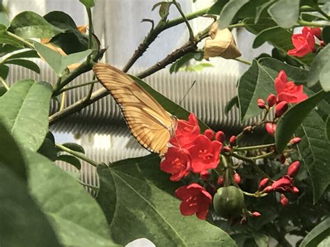 See full list on butterflyidentification.com Pin by Rosalind Webb on Sertoma butterfly house | Plant ...