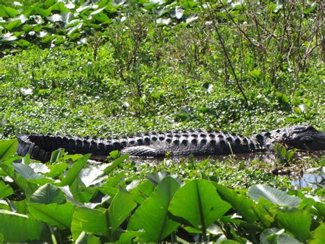 The policy is as follows: Photos - Grape Hammock Fish Camp & Airboat Rides
