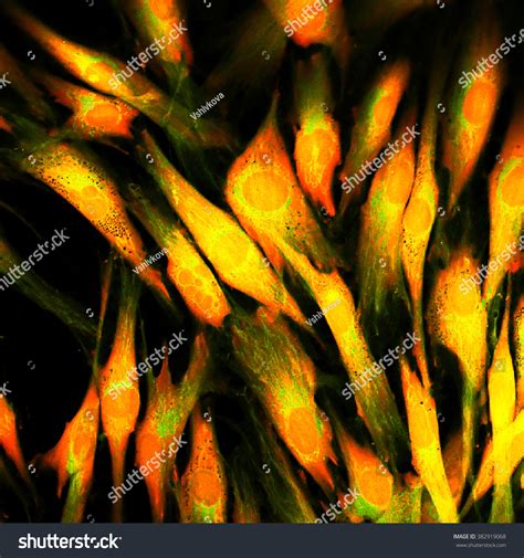 Real Fluorescence Microscopic View Human Skin Stock Photo 382919068