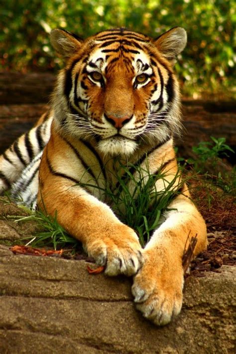 Tiger Pictures Cute Animal Pictures Beautiful Cats Animals Beautiful