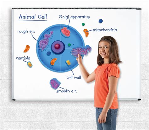 The first step in animal cell metabolism is the breakdown of glucose entering the cell to a substance called pyruvate. Giant Magnetic Animal Cell | Animal cell, Cells project ...