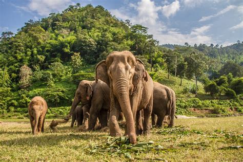 How To Interact Ethically With Elephants In Thailand Lonely Planet