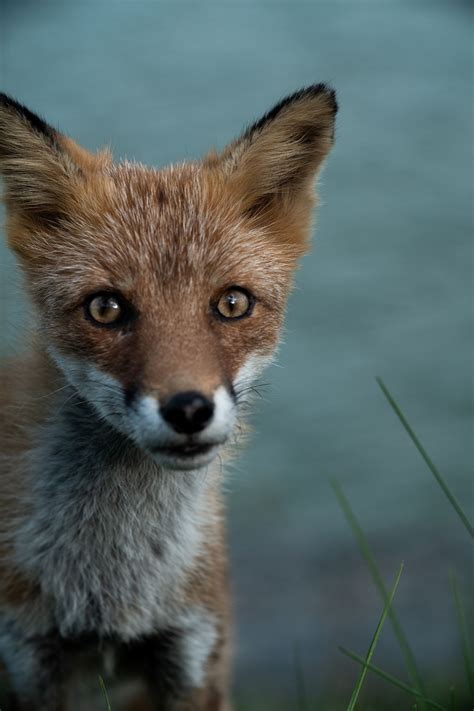 Red Fox By Scb On 500px Fox Animals Beautiful Pet Birds