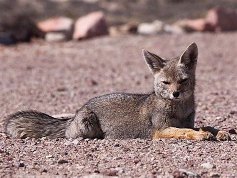 South American Gray Fox Lycalopex Griseus Also Known As The
