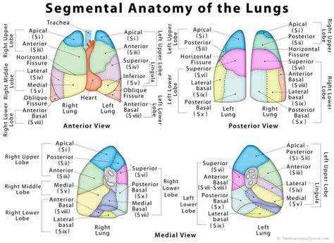 Lung Lobe Anatomy