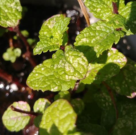 Trying To Figure Out What These White Spots Are On My Mint Plant And