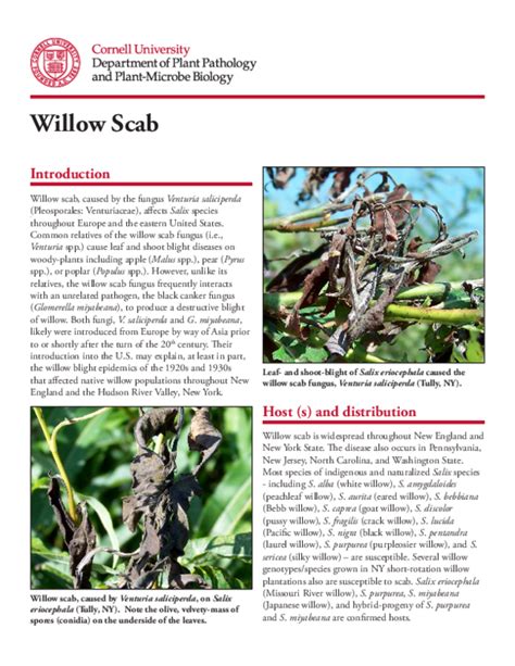 Pdf Willow Scab Willow Scab Caused By Venturia Saliciperda On Salix