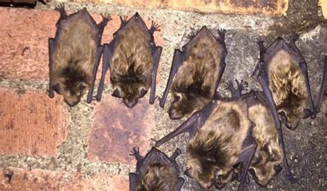 Bat Removal And Control Virginia Bat Pros
