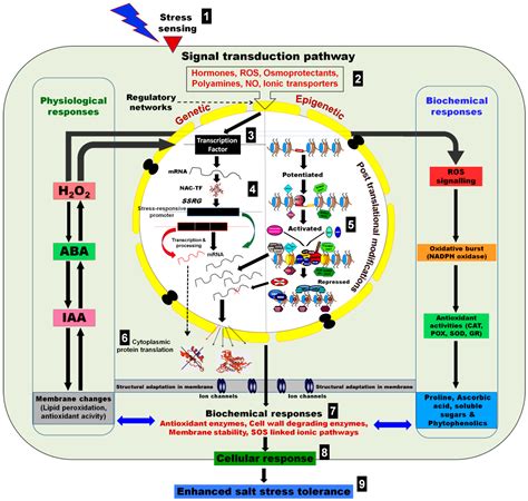How big should an article be in plant cell and environment? Epigenomes | Free Full-Text | Epigenomics of Plant ...