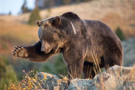 10 Grizzly Bear Facts Theyre Grrreat Jakes Nature Blog
