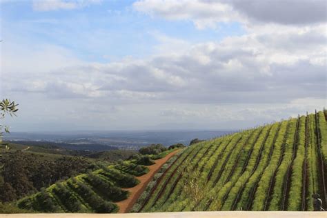 Thelema Mountain Vineyards Stellenbosch Trails Unblazed