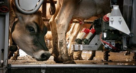 At ‘worst Time Dairy Farmers Deal With Oversupply Morning Ag Clips