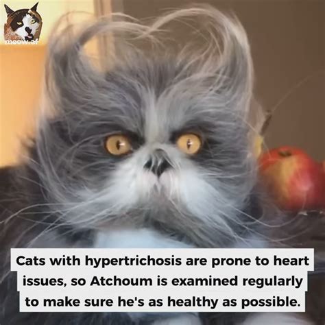 Meet Atchoum The Incredibly Fluffy “werewolf Cat” With Hypertrichosis