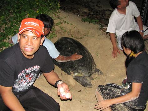 Mark Mcginleys Fulbright In Malaysia Pulau Tenggol Sea Turtle Egg Laying