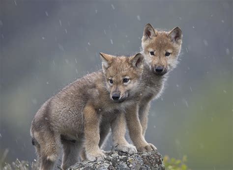 Gray Wolf Pack With Puppies