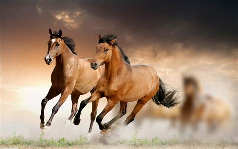Brown Horses Galloping Wallpaper Hd 5120x3200