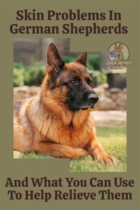 Skin Problems In German Shepherds And What You Can Use To Help Relieve