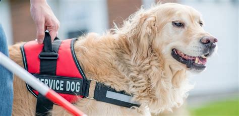 These organizations may help you figure out how to get a service dog for less. How to train service dogs to pick things up, retrieve ...