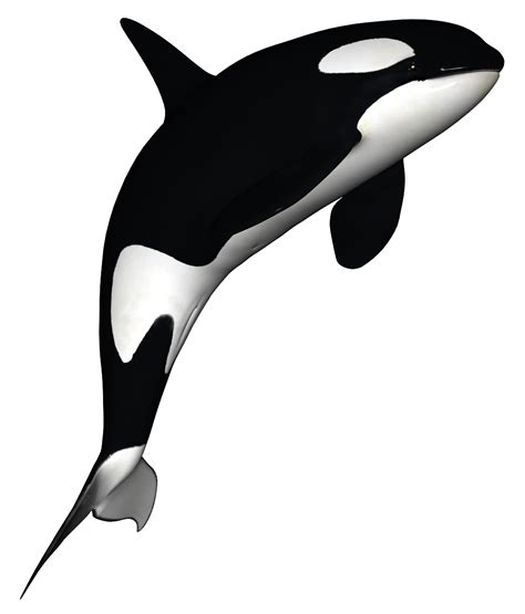 Orca Clipart Free Download On Clipartmag
