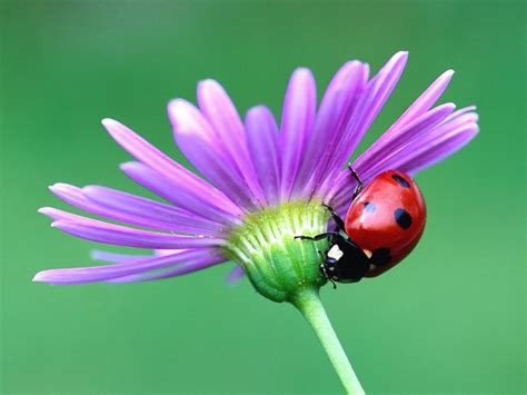 Buah umumnya melindungi dan membungkus biji dan berfungsi sebagai pemencar biji tumbuhan. Kumbang Berguna dalam Penyerbukan Benih Alami | Info ...