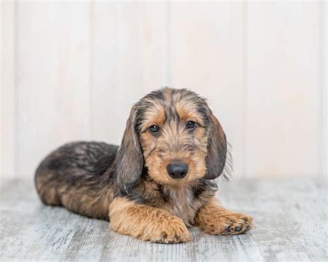 Silky Wire Haired Dachshund Facts Origin And History With Pictures Hepper