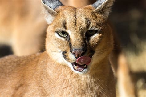 Caracal Wallpapers Images Photos Pictures Backgrounds
