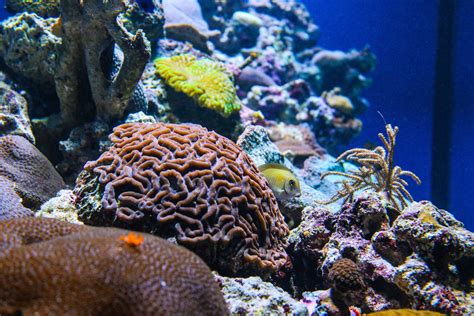Immerse Yourself In Floridas Coral Reefs At Mote Aquarium