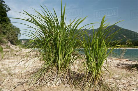 Close Up Of Marram Grass On Beach With Mountain Range In Background