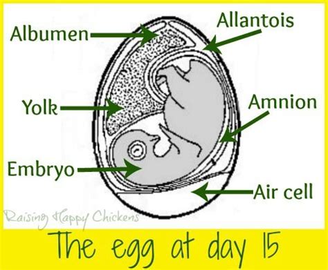Inside A Hatching Egg Day 15 Hatching Chickens Hatching Eggs Baby
