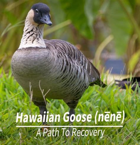 Hawaiis State Bird On Road To Recovery After 60 Years Of Collaborative