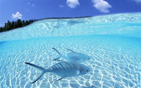 Picture Of Two Blue Tropical Fish All Best Desktop