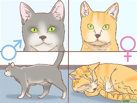 Как определить пол кошки 7 шагов с иллюстрациями