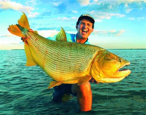 Big Fishes Of The World Dorado Freshwater Salmiunus Brasiliensis