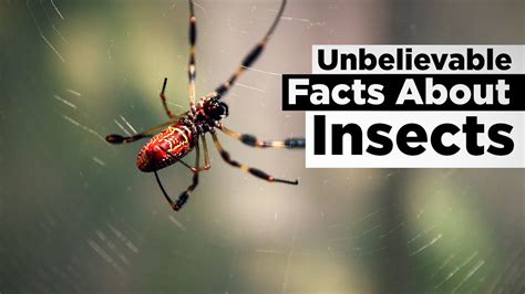 Unbelievable Facts About Insects Youtube