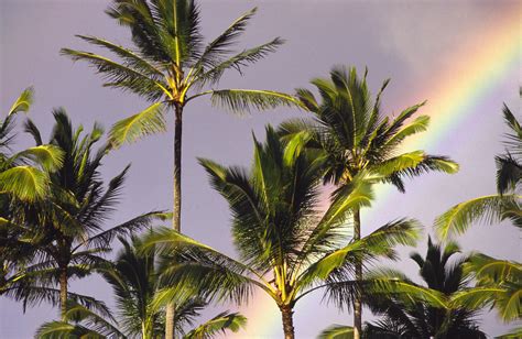 1531 Ak Rainbow Palm Trees Douglas Peebles Flickr