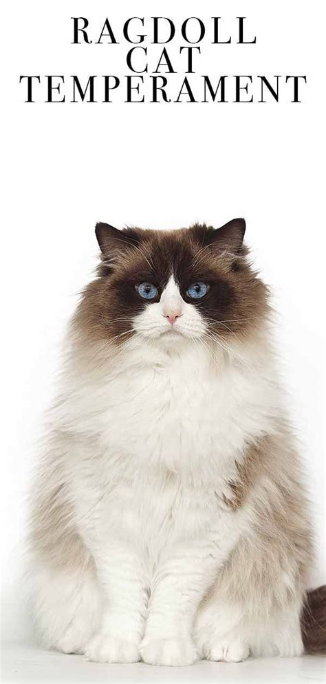 Ragdoll Cat Temperament Everything You Need To Know
