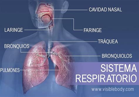 Las Principales Estructuras Del Sistema Respiratorio Incluyen La