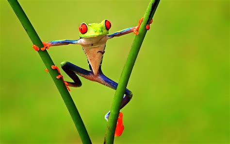 1920x1200 1920x1200 Frog Full Hd Pictures Coolwallpapersme