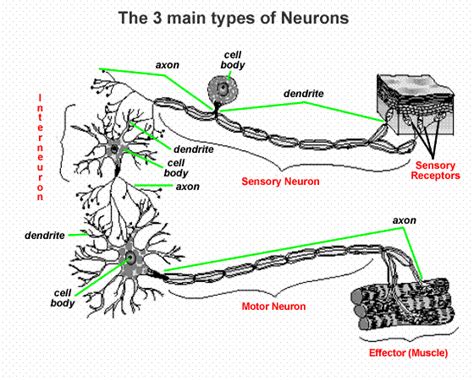 Sensory Neuron Diagram Simple Canvas Insight