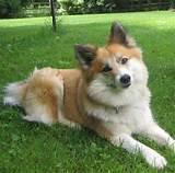 The shetland sheepdog, often known as the sheltie, is a breed of herding dog that originated in the shetland islands of scotland. Icelandic Sheepdog Info, Temperament, Puppies, Pictures