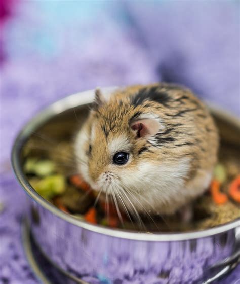 A Complete Dwarf Hamster Care Guide From Feeding To Housing And More