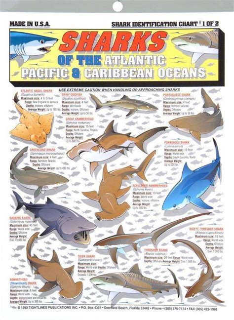 Shark Fin Identification Chart